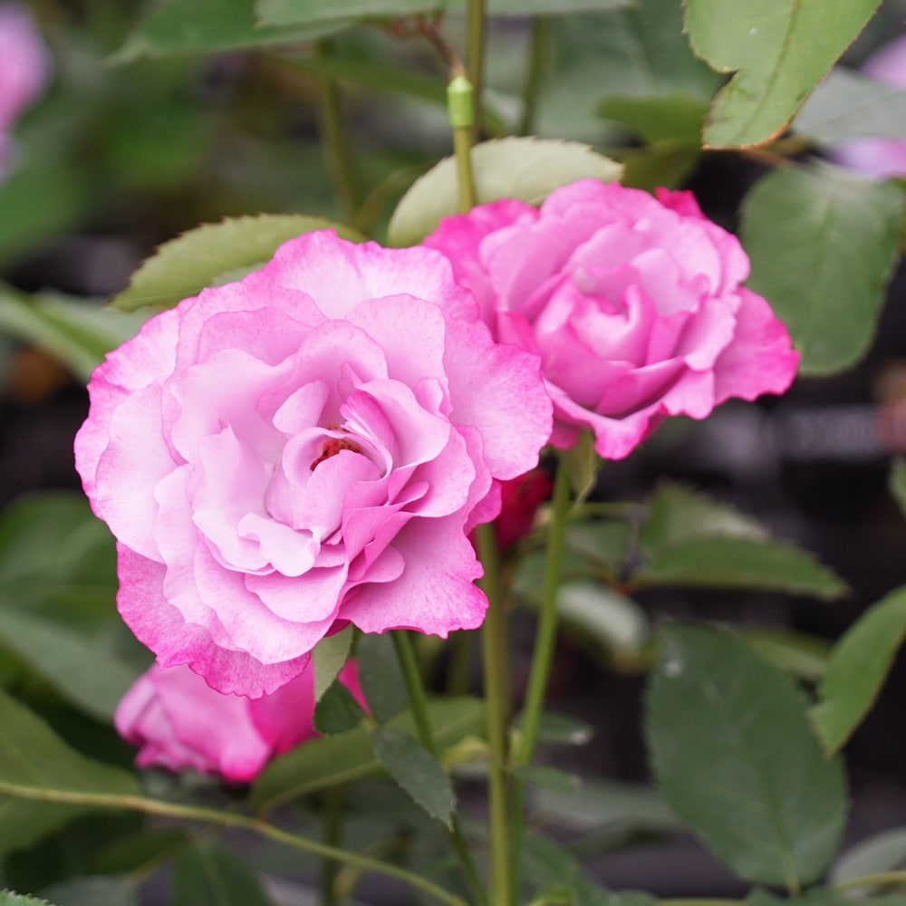 バラ ディオレサンス FL フロリバンダ 苗 販売 苗木部 By 花ひろば