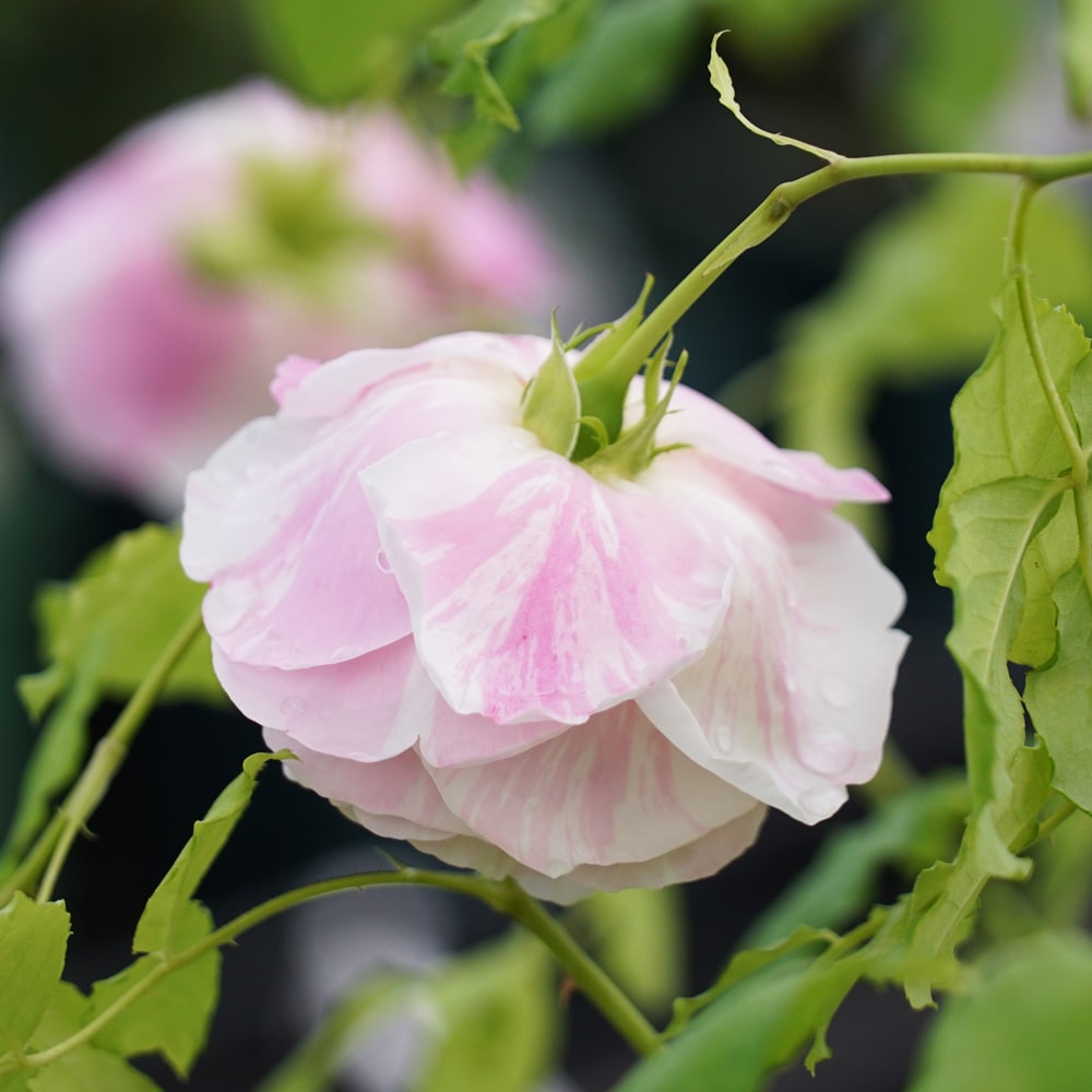 バラ ビエドゥー 1