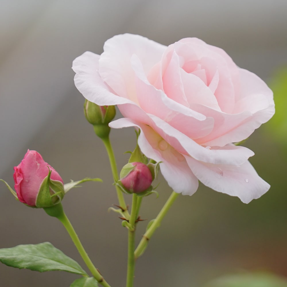 バラ ビエドゥー 2