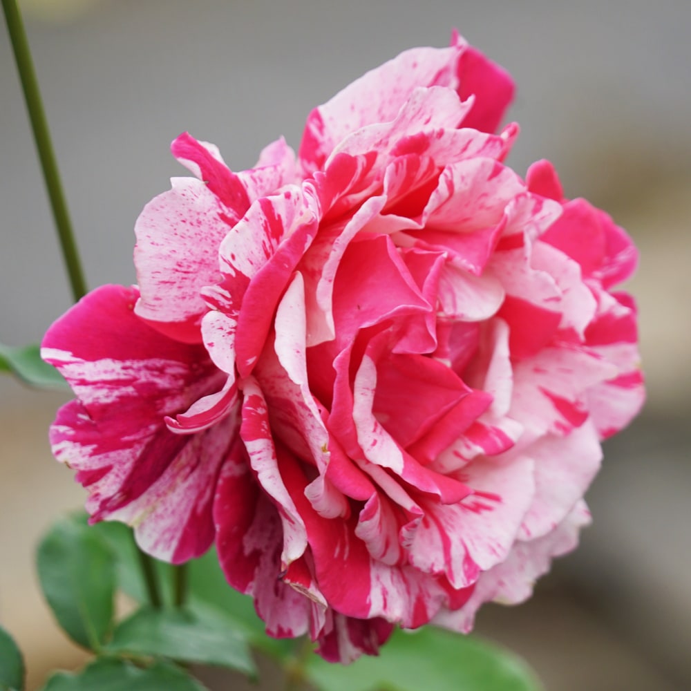 バラ クレイジートゥー 1