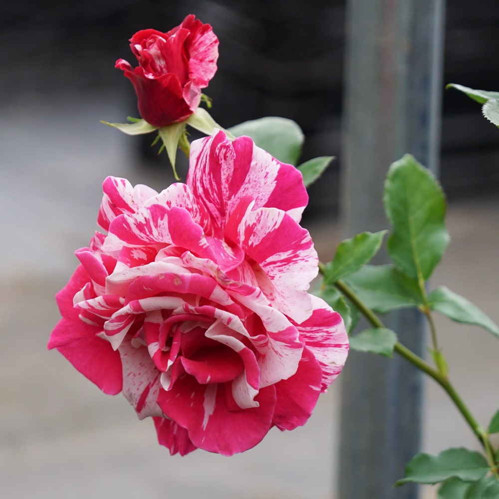 バラ クレイジートゥー HT ハイブリッドティーの販売 苗木部 By 花