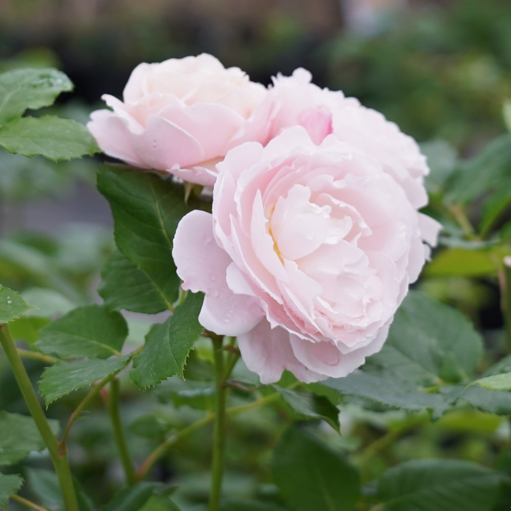 バラ ソフィーロシャス 2