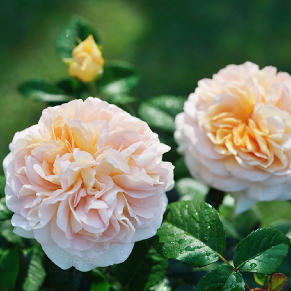 バラ アメリ ノートン 1