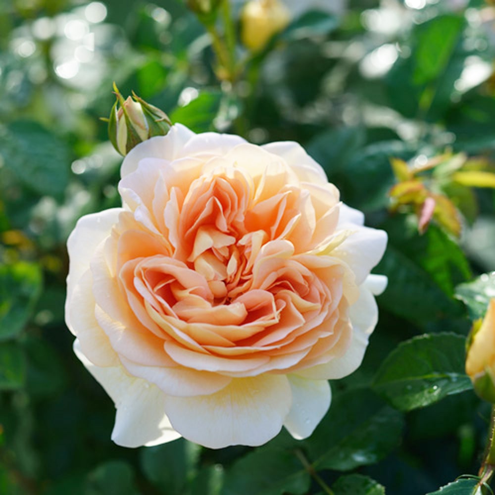 バラ アメリ ノートン 2