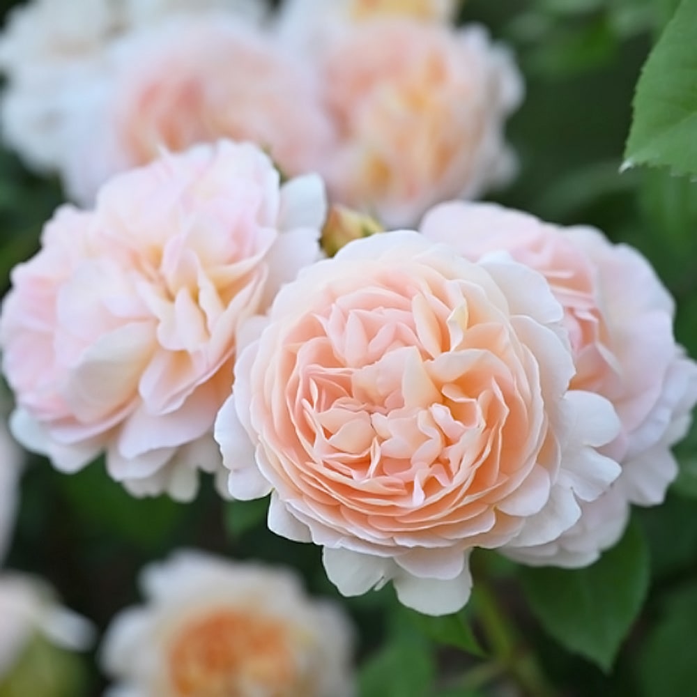 バラ アメリ ノートン 3