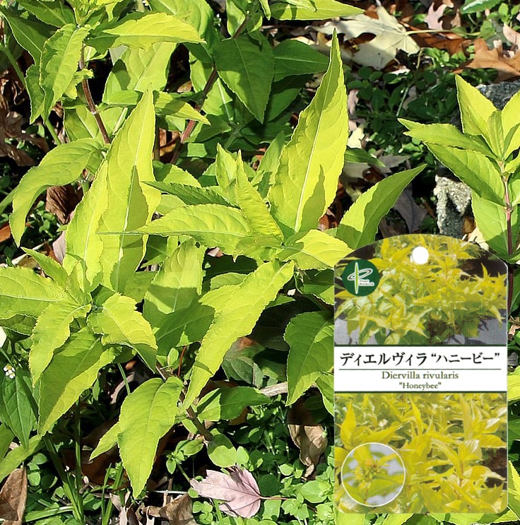 ディエルヴィラ ハニービー 