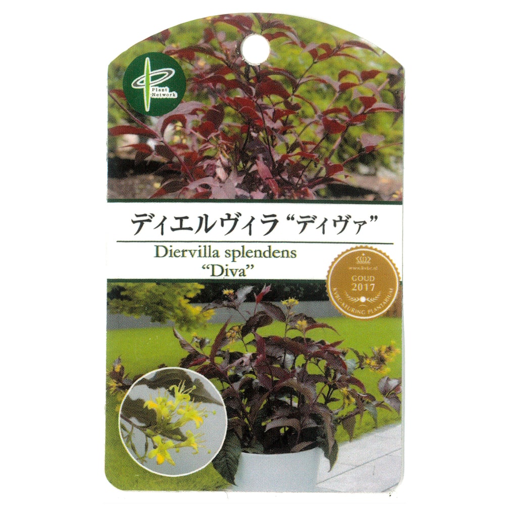 ディエルヴィラ ディヴァ 