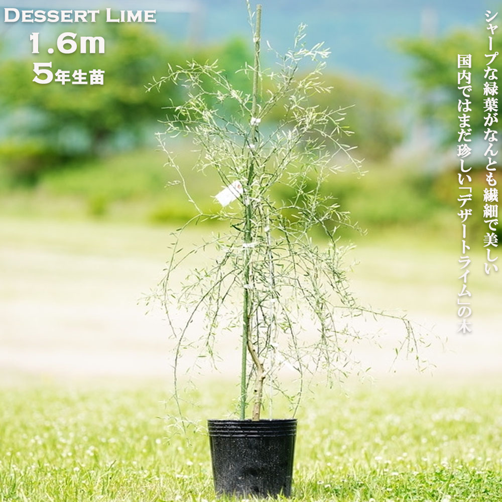  デザートライム5年生苗
