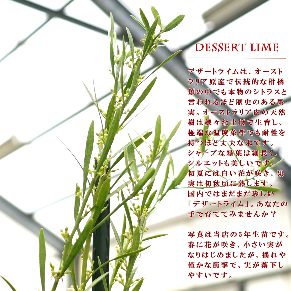 柑橘 デザートライム 1