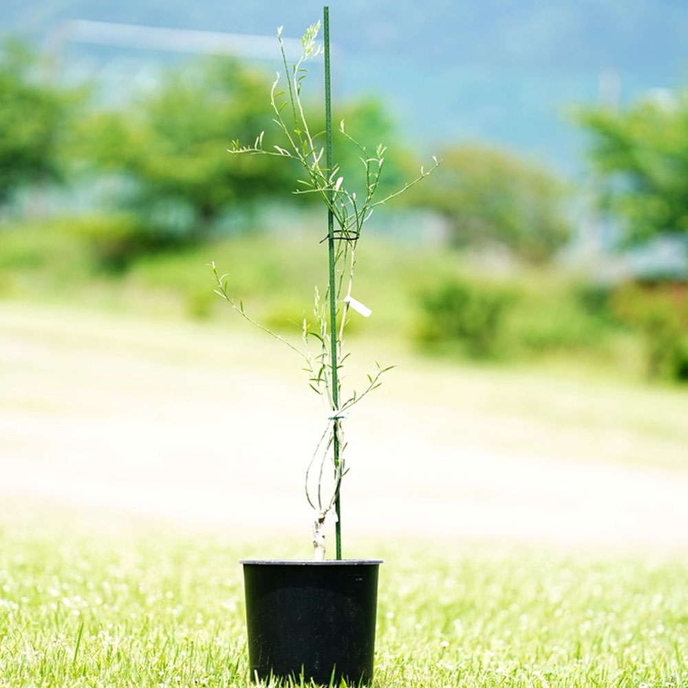 柑橘 ライム デザートライム 苗 おすすめ 苗木部 By 花ひろばオンライン