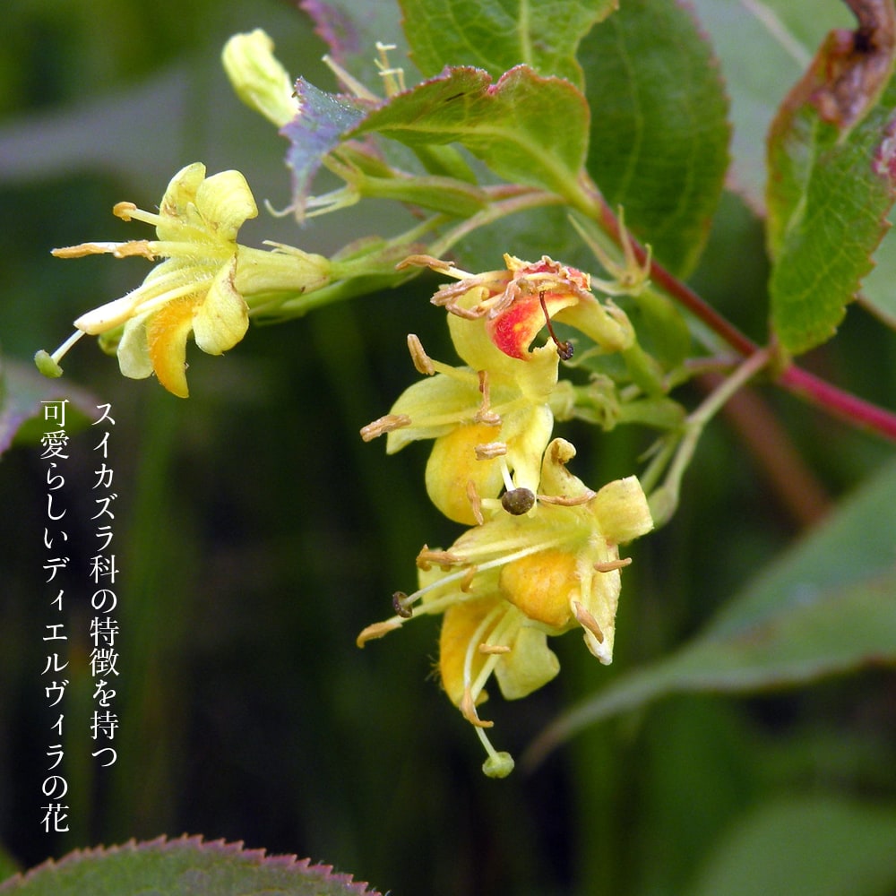 ディエルヴィラ ハニービー 1