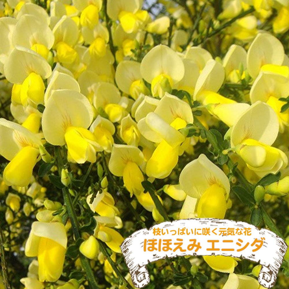 エニシダ ほほえみ 