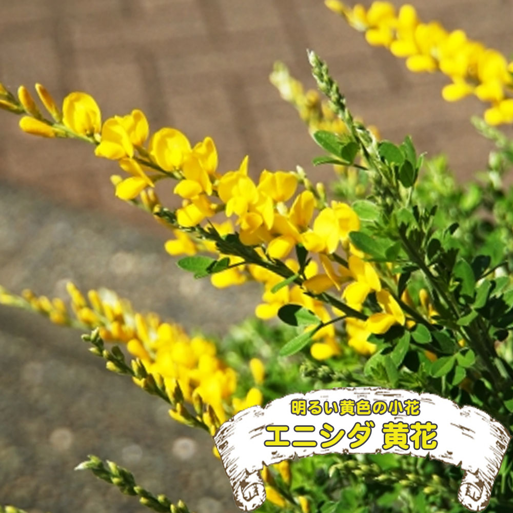 エニシダ 黄花 