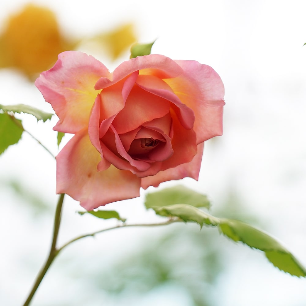 バラ ジュビリーセレブレーション 2