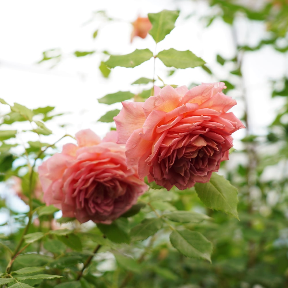 バラ ジュビリーセレブレーション 3