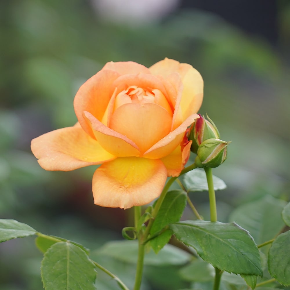 バラ レディオブシャーロット 2