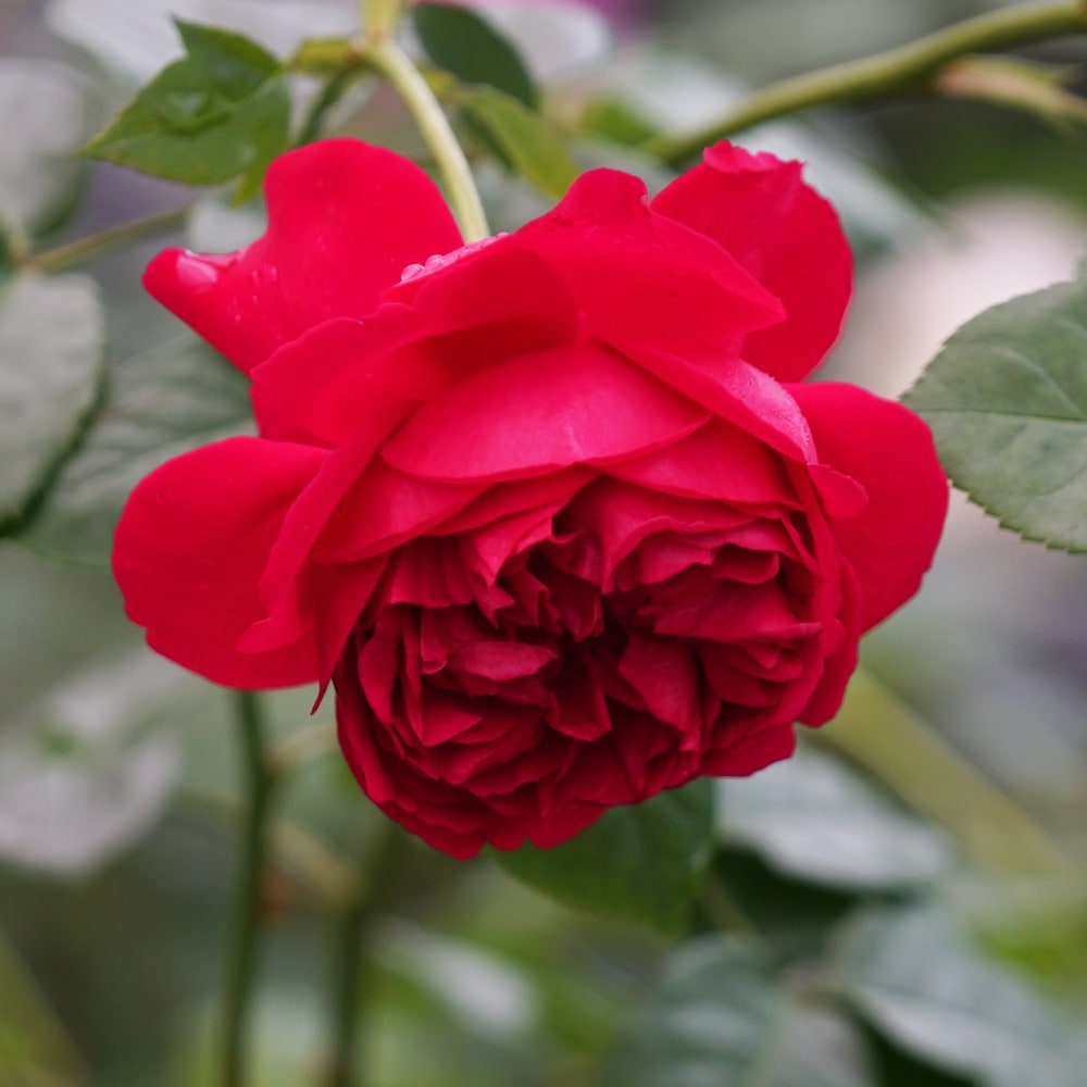 バラ トーマス エイ ベケット 2