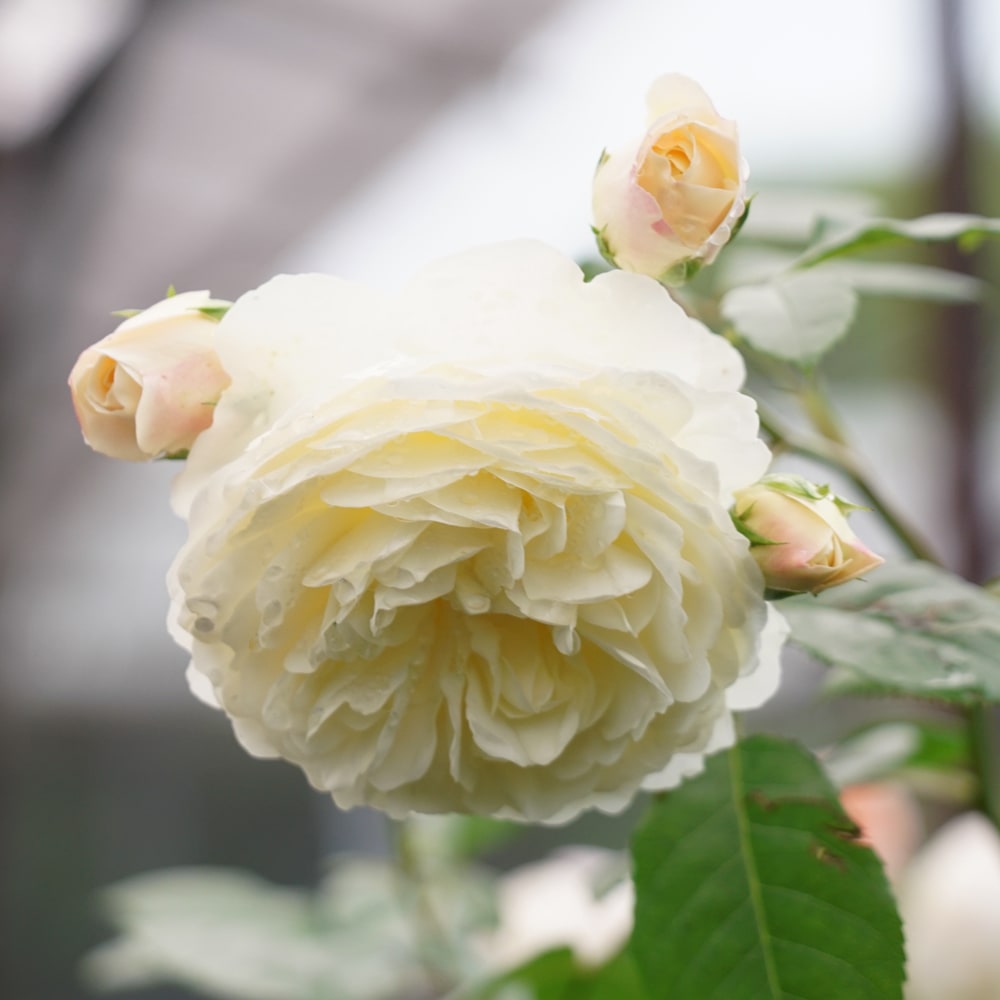 バラ トランクウィリティー 1