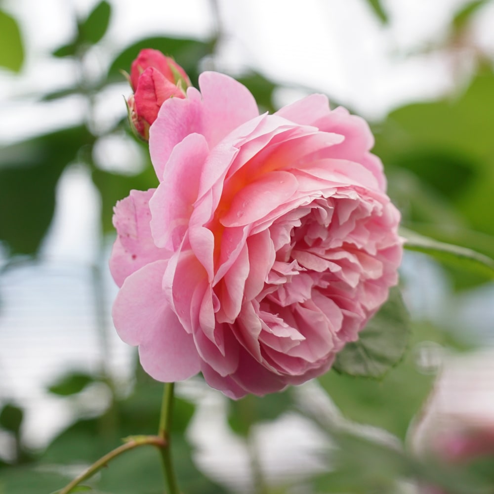 バラ ユーステイシアヴァイ 3