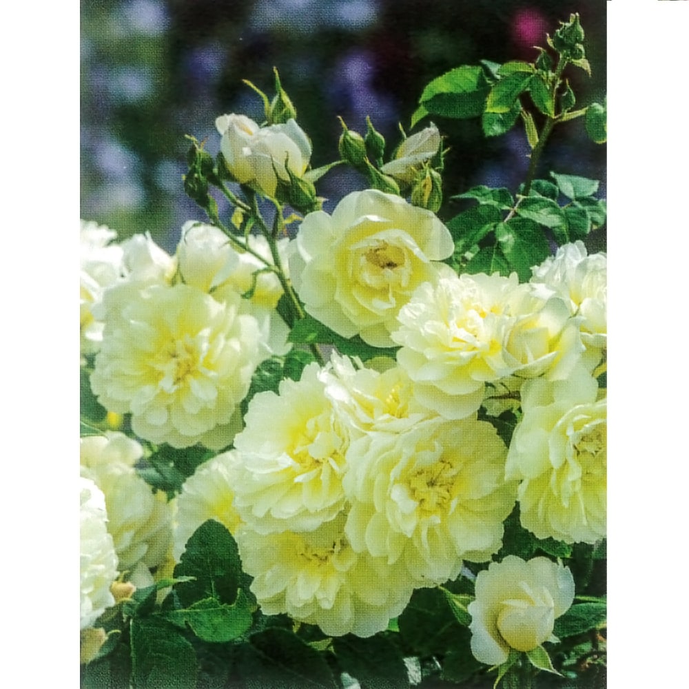 バラ イモージェン 