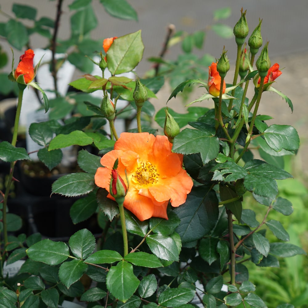 バラ プリンセスミチコ 4