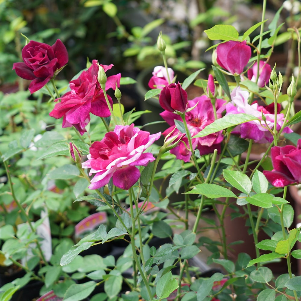 バラ バーガンディアイスバーグ 3