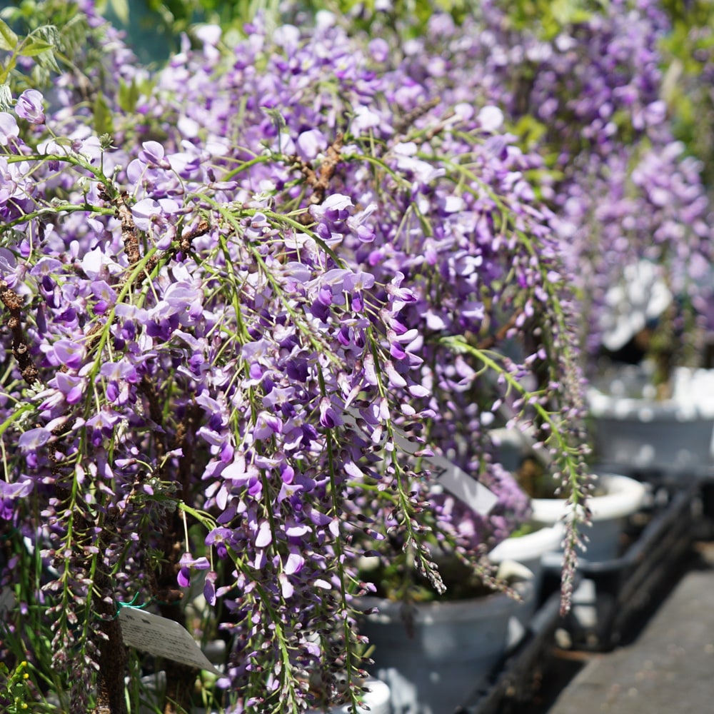 花藤 一才藤 ノダフジ 苗 販売 苗木部 By 花ひろばオンライン