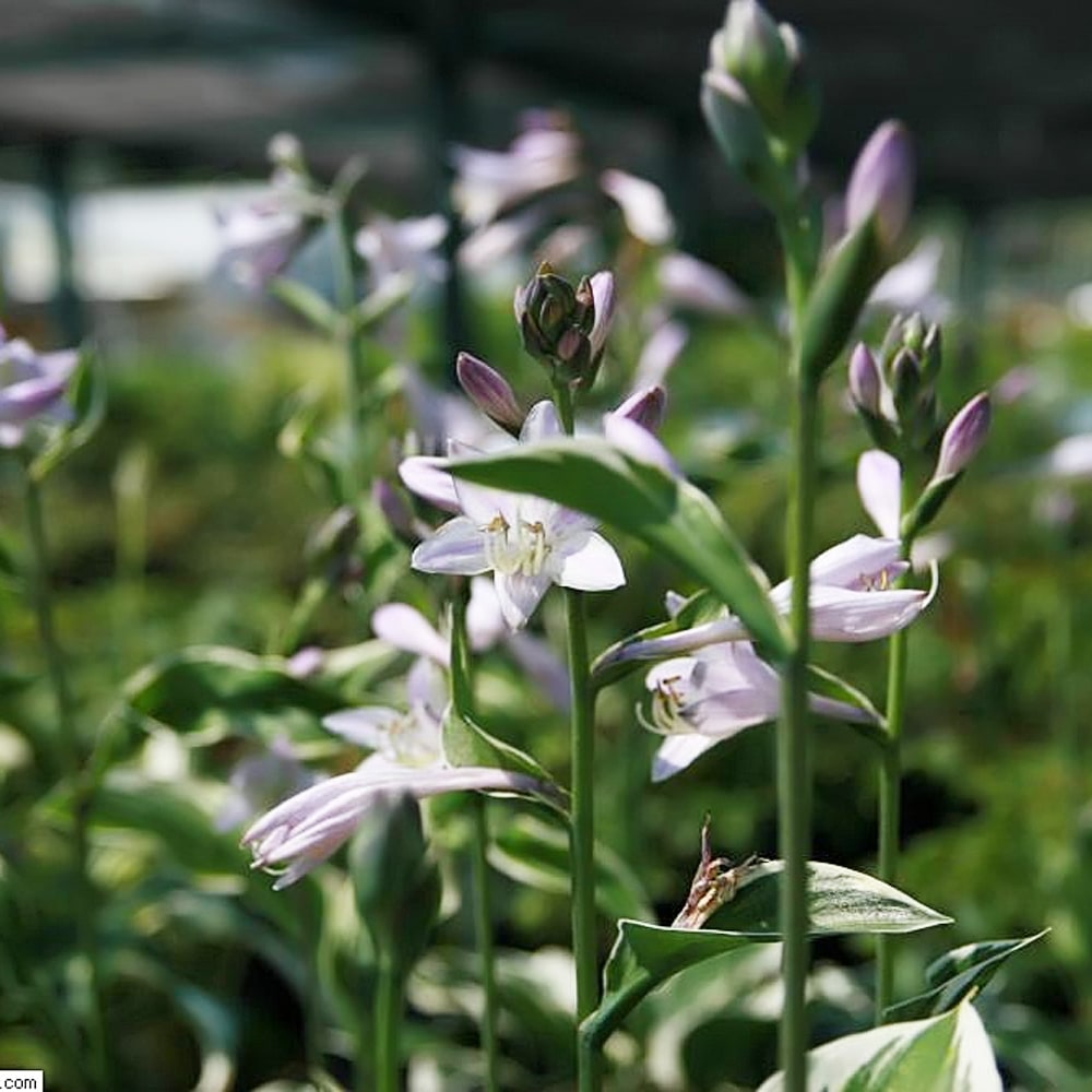 ホスタ パトリオット 2