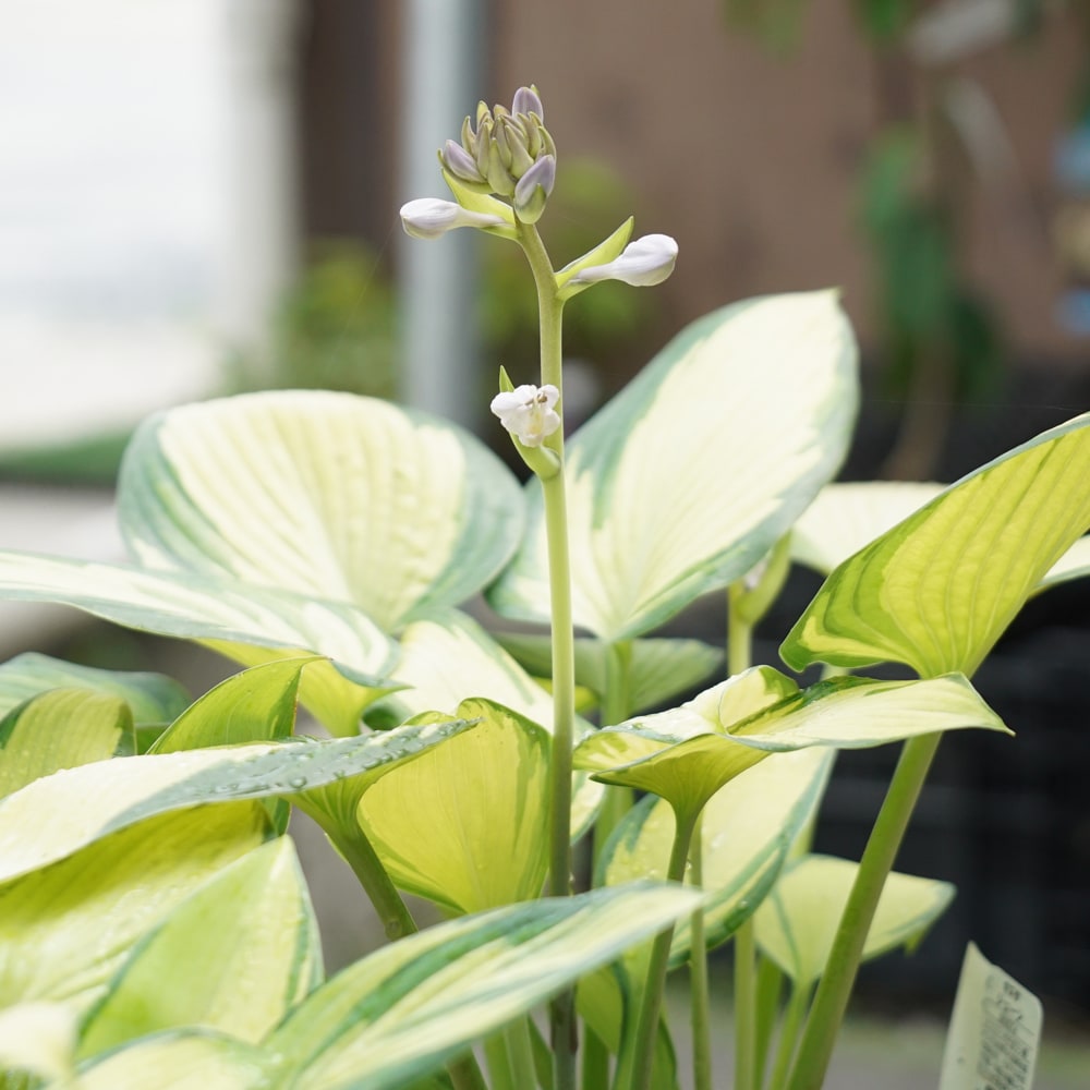 ホスタ ジューン 2