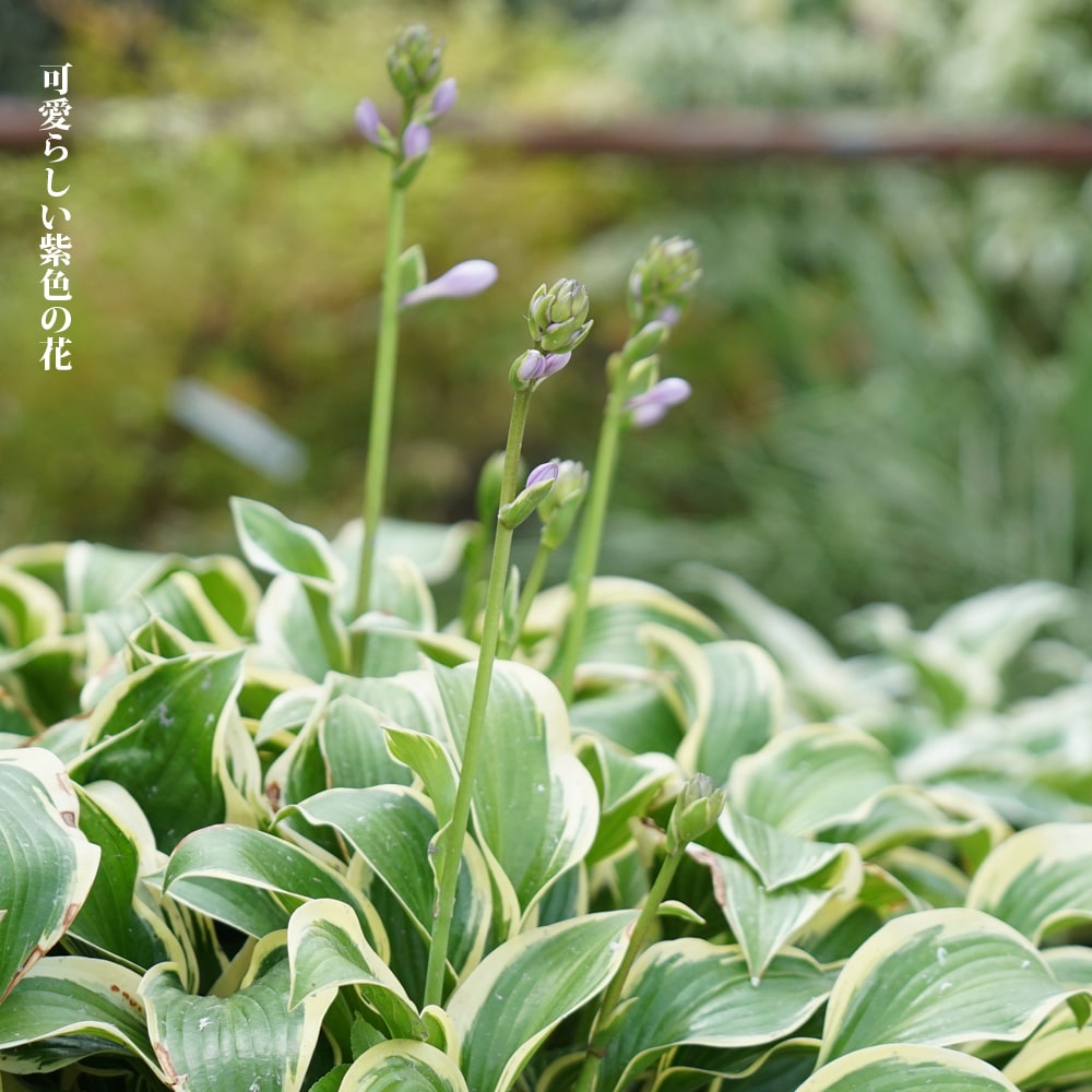 ホスタ クイーンジョセフィーヌ 4