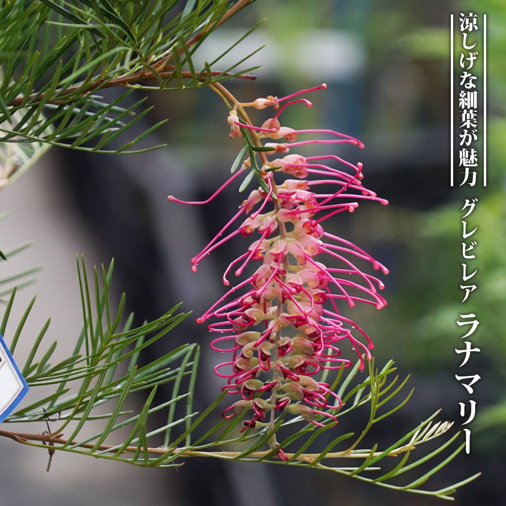 グレビレア “ラナマリー” 低木 庭木 常緑樹