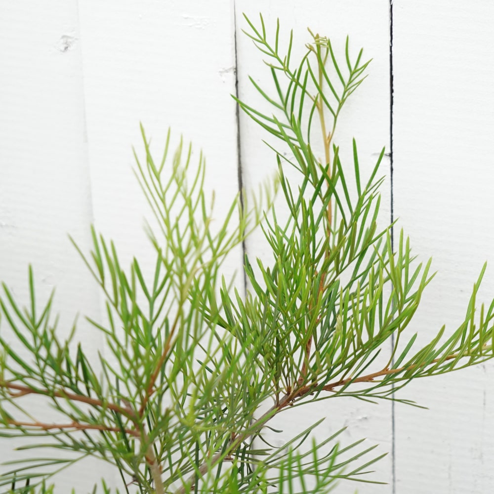 グレビレア “ラナマリー” 低木 庭木 常緑樹