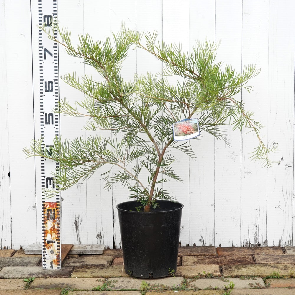 グレビレア “ラナマリー” 低木 庭木 常緑樹