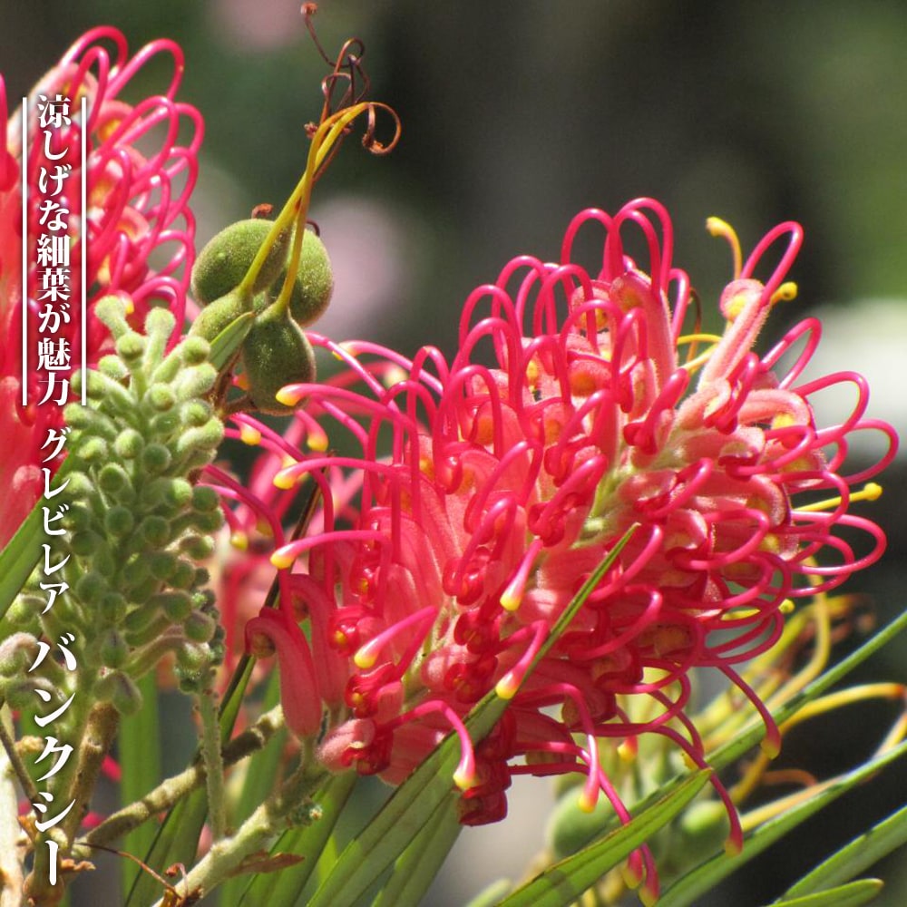 グレビレア バンクシー 