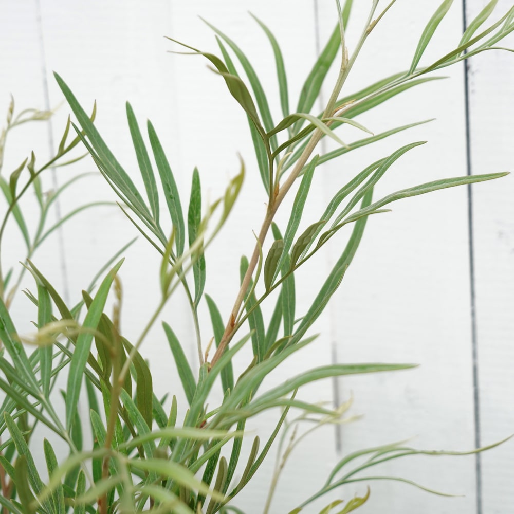 グレビレア ゴールデンユーロ 1