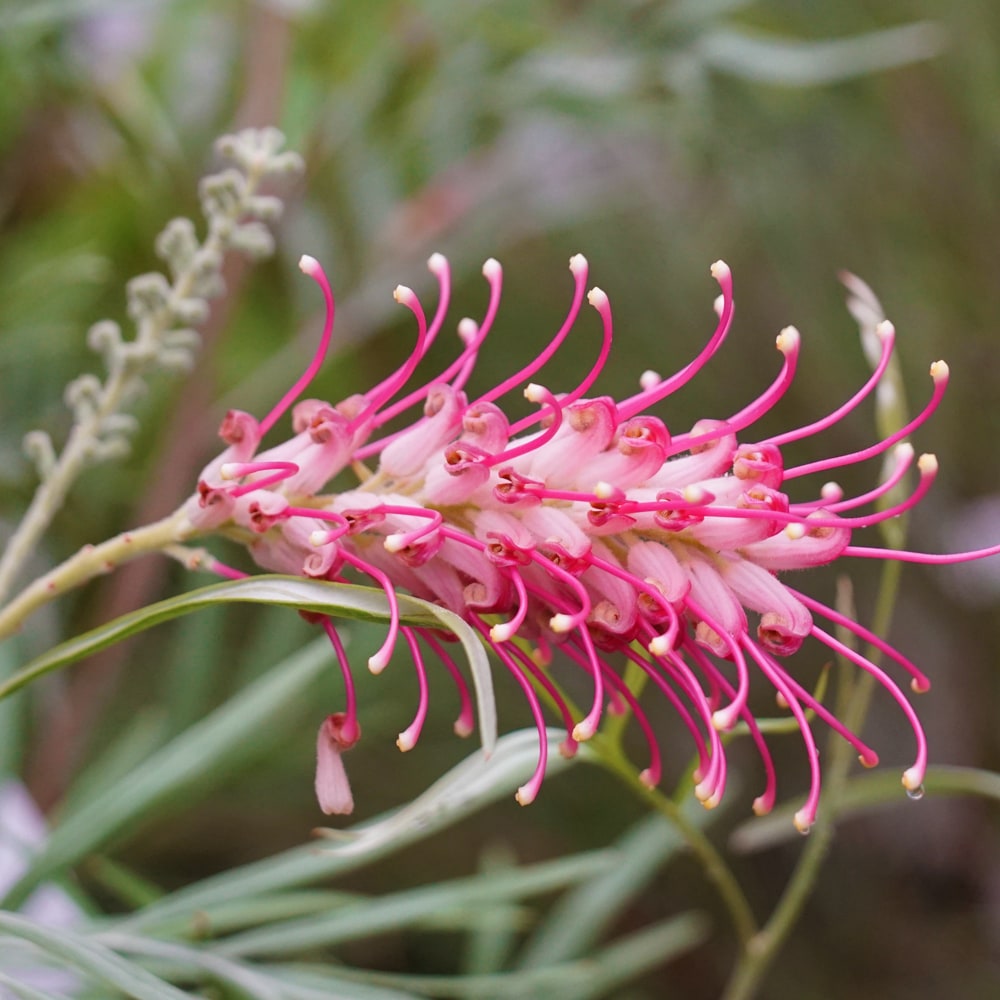 グレビレア バンクシー 3