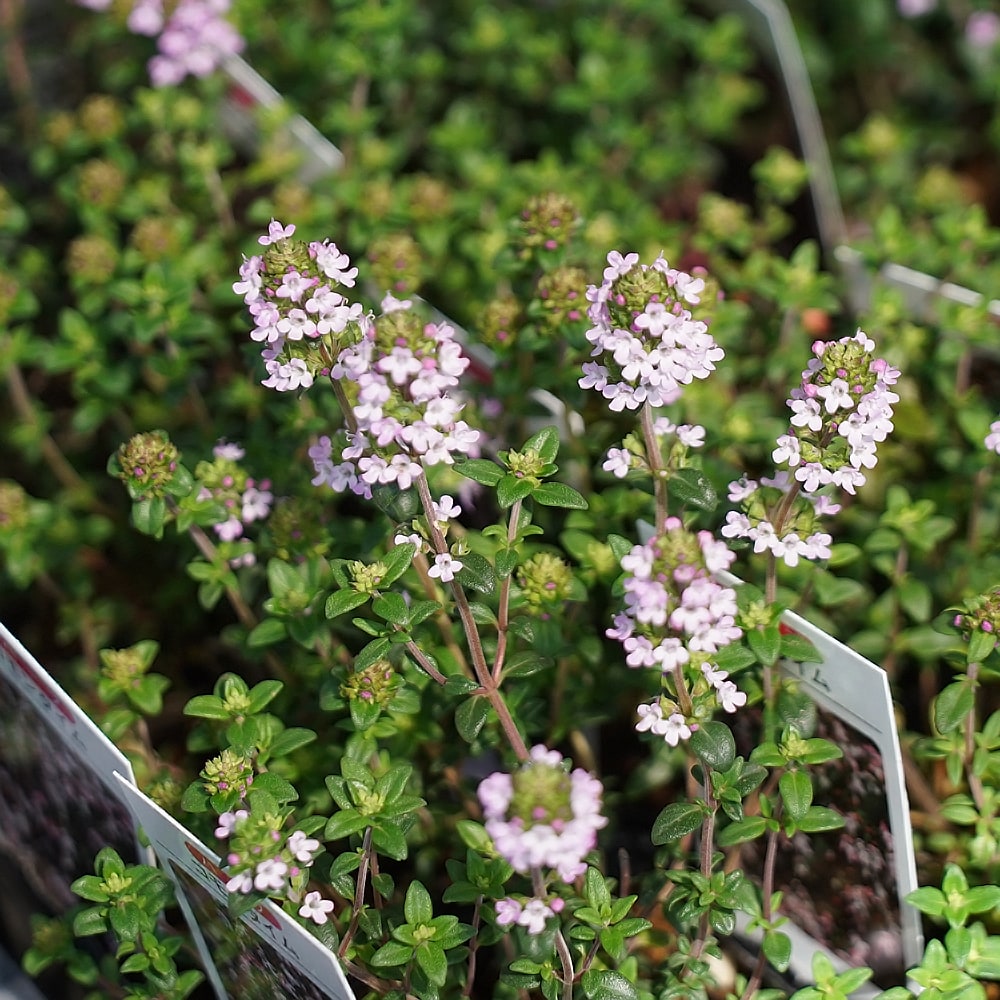 タイム コモンタイム 
