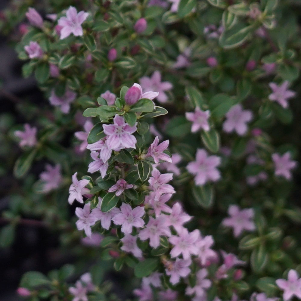 ハクチョウゲ 赤花 3