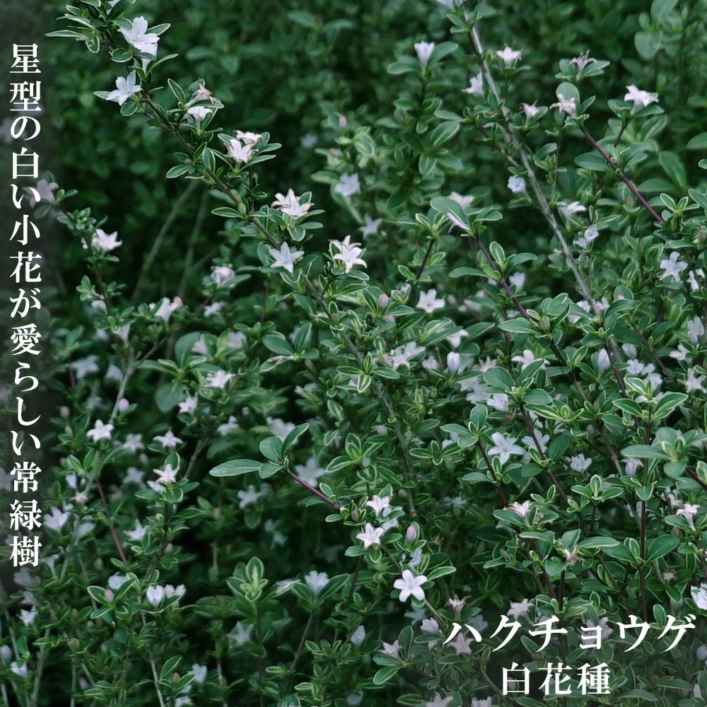 ハクチョウゲ  白花 