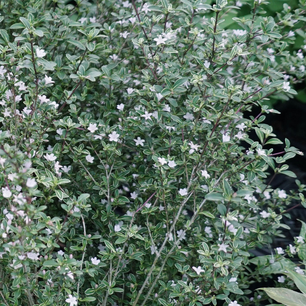 ハクチョウゲ  1