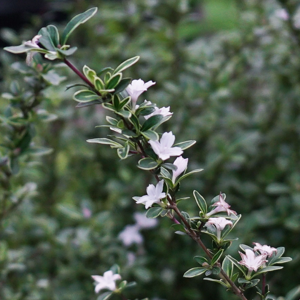 ハクチョウゲ  3