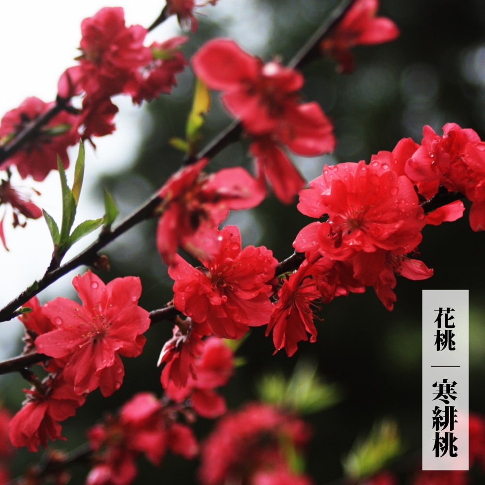 ハナモモ 寒緋桃 