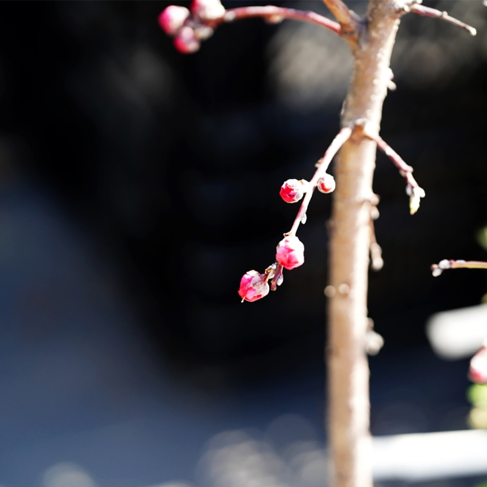 赤花しだれ桃の蕾