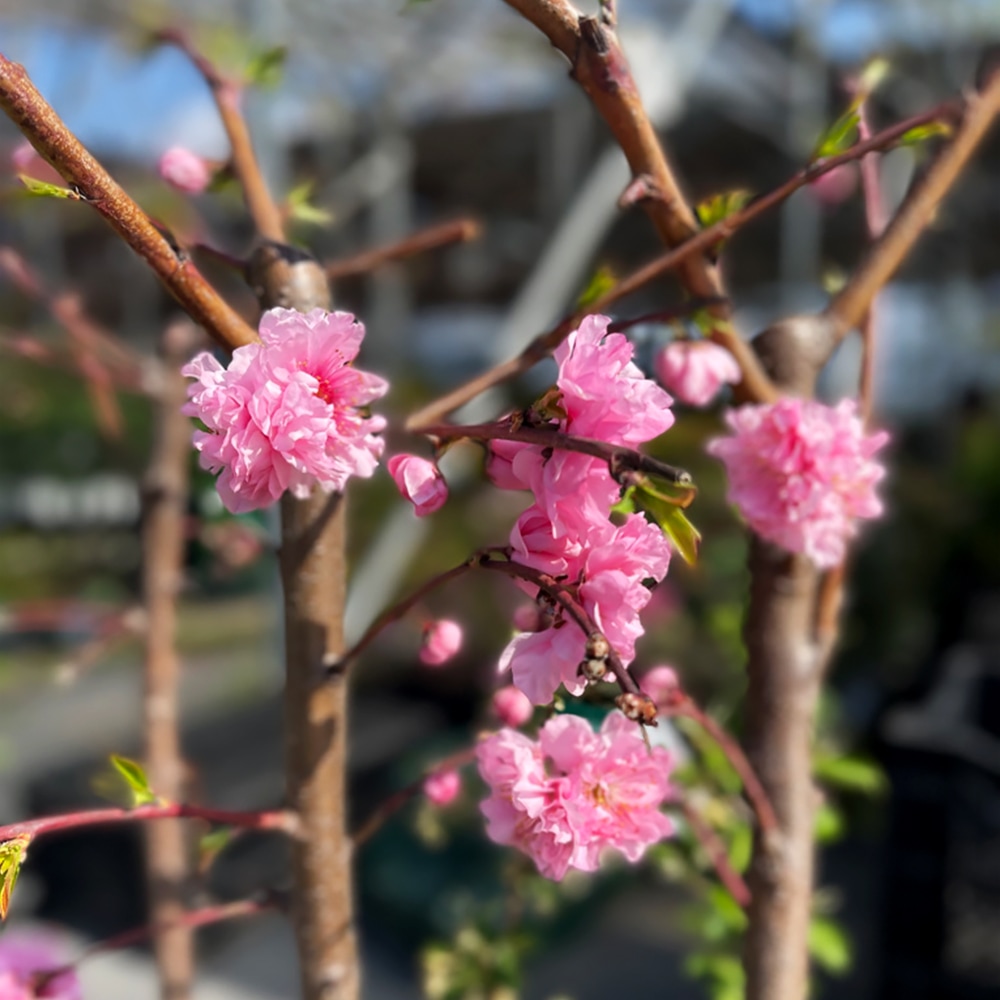 桃花しだれ桃