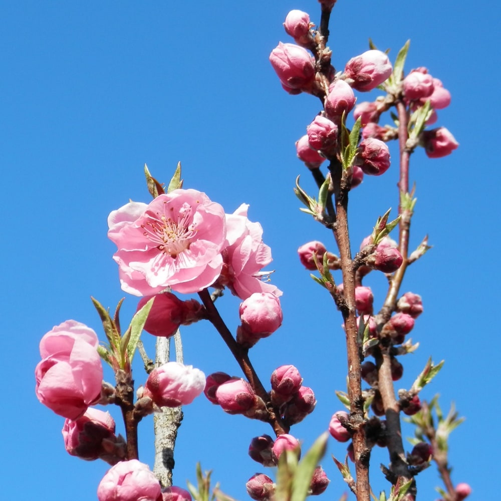 ハナモモ 矢口桃 1