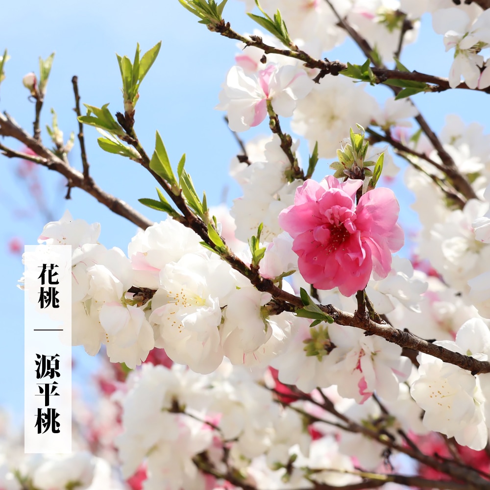 ハナモモ 源平 1