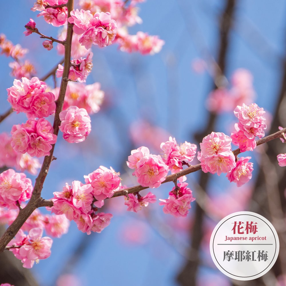 ウメ 摩耶紅梅 