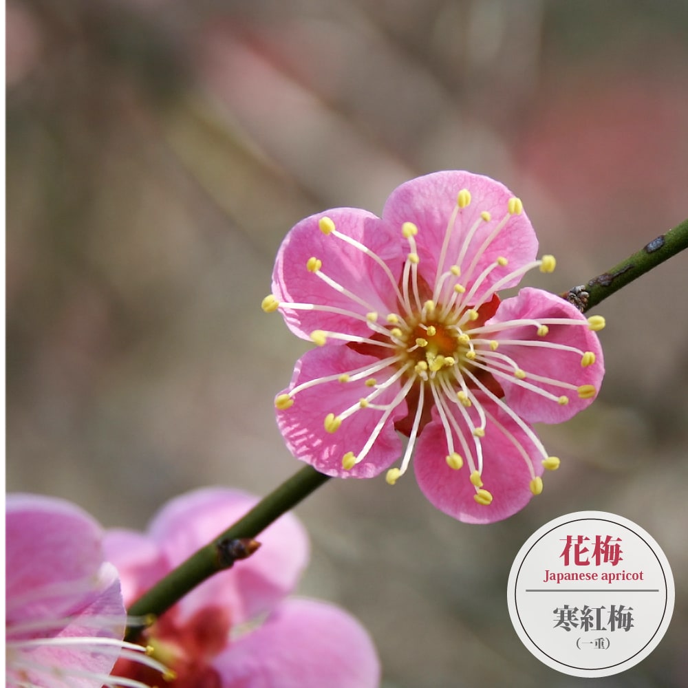 ウメ 花梅 野梅系 寒紅梅 苗 通販 苗木部 By 花ひろばオンライン