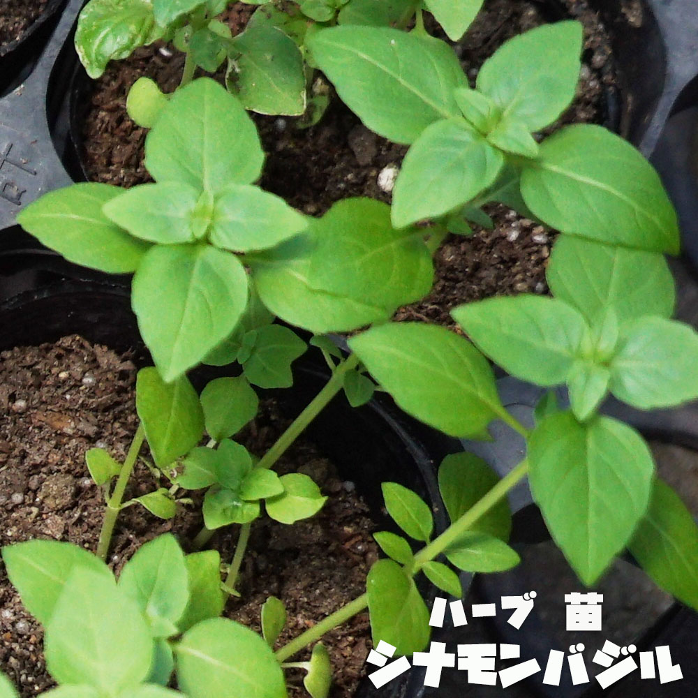 バジル シナモンバジル 