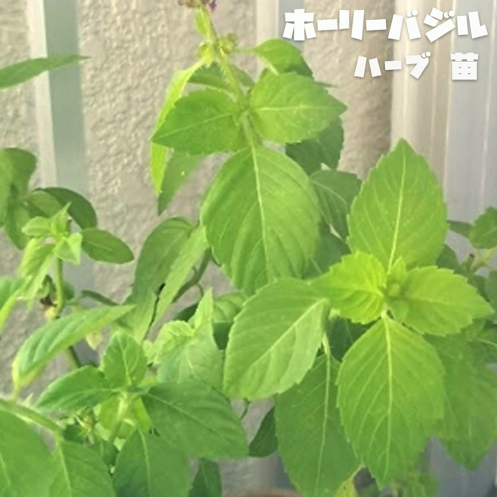 バジル ホーリーバジル 2